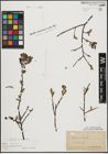 Foto von Salix aurita L.